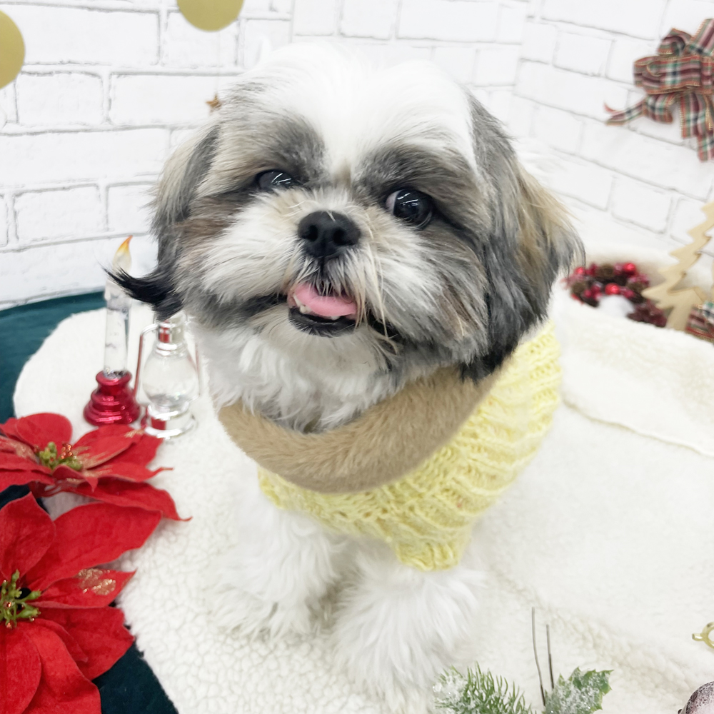 生徒とモデル犬の写真撮影会③